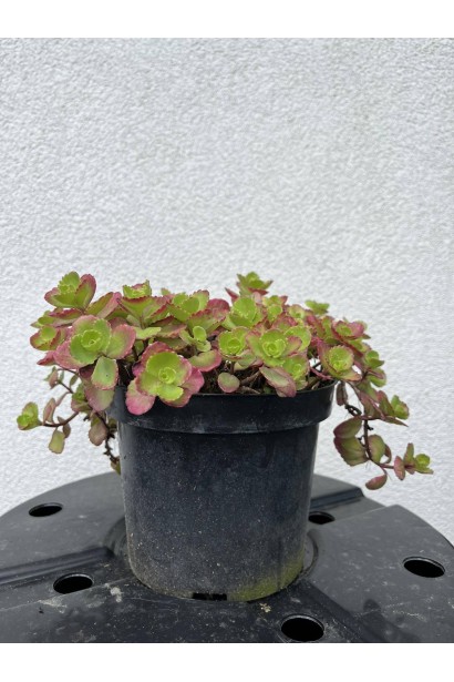 Очиток / седум помилковий Драгонс Блуд - 2л/вис.10-15см/Ø20-25см